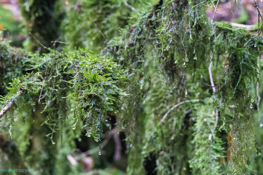 Moss is so juicy that you want to eat it