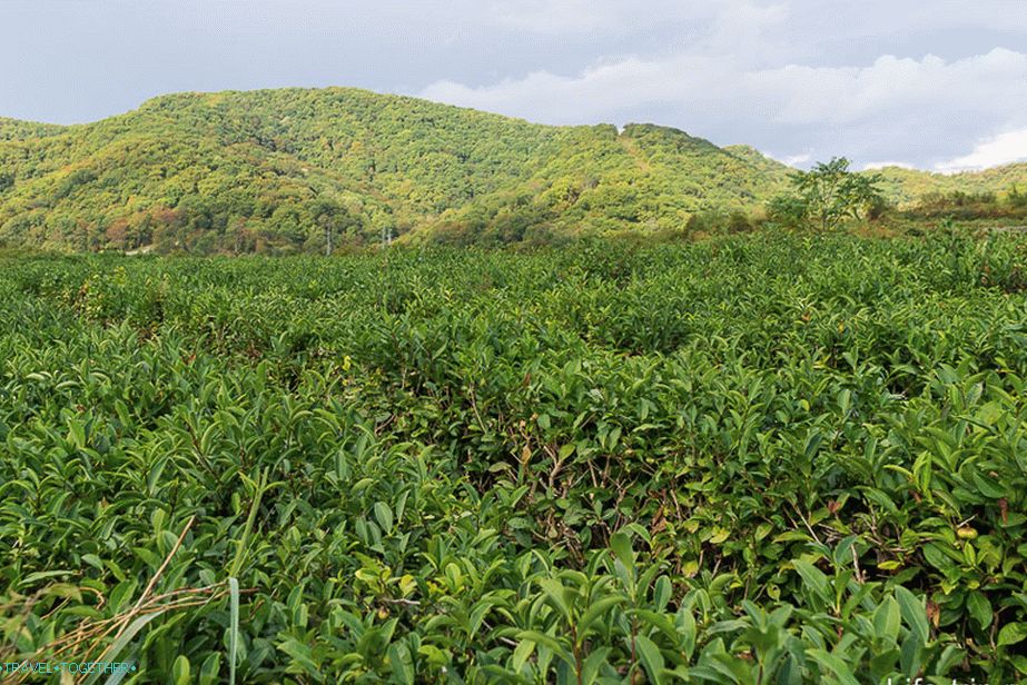 Tea plantations along the way
