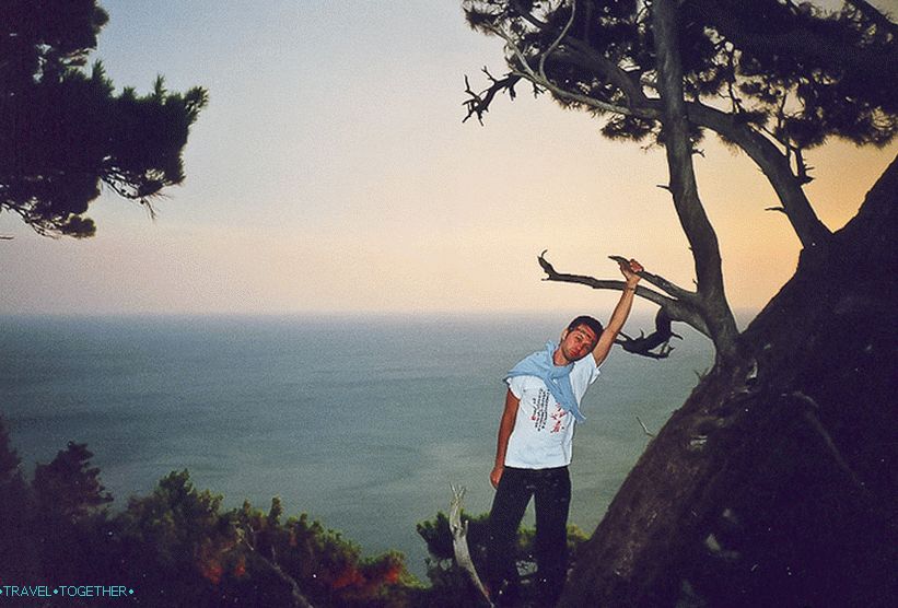 One week after the fire against the background of burnt pines