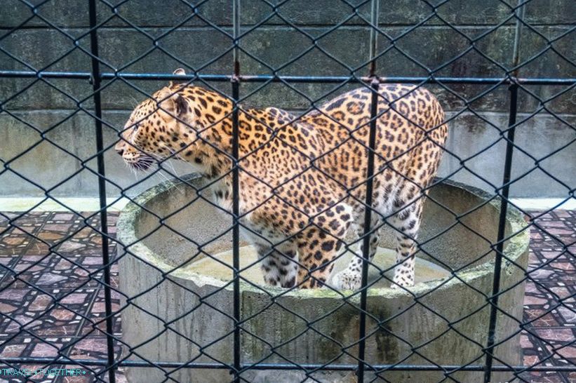 Aquarium and Tiger Zoo on Samui - sad and expensive