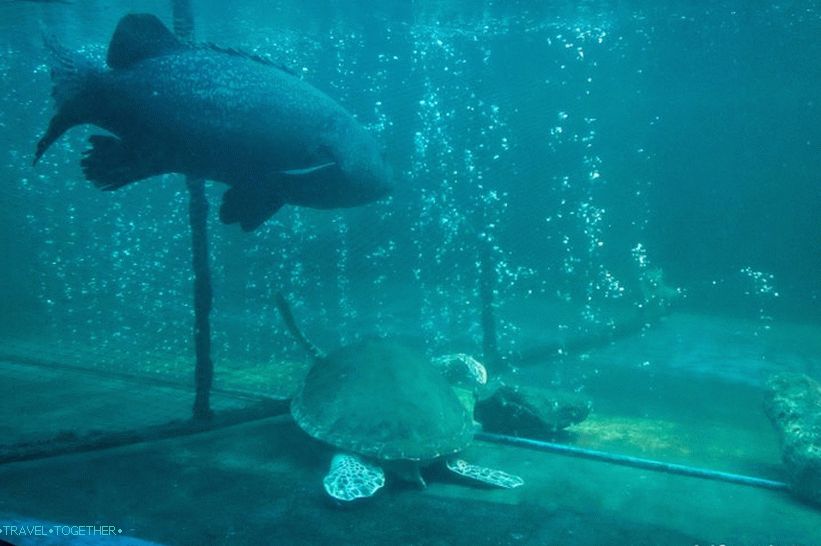 Aquarium and Tiger Zoo on Samui - sad and expensive