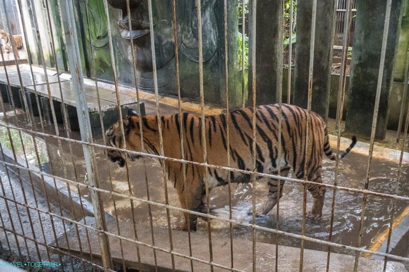 Aquarium and Tiger Zoo on Samui - sad and expensive