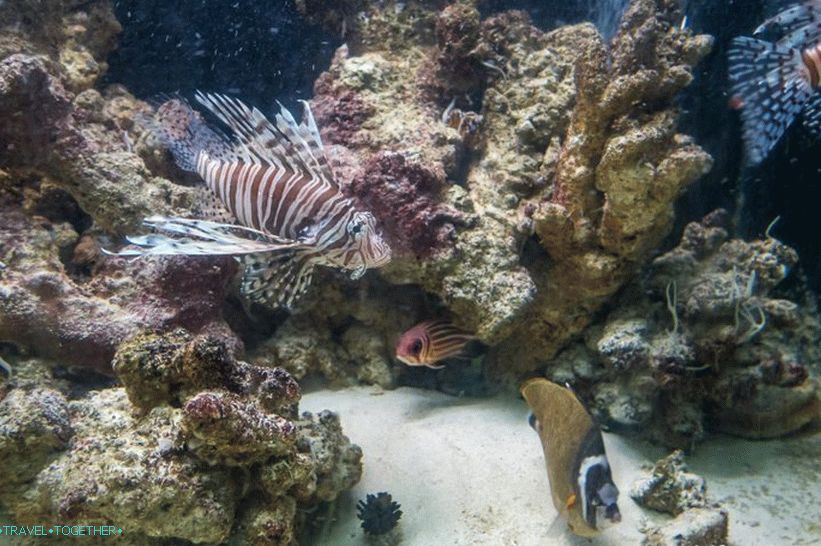 Aquarium and Tiger Zoo on Samui - sad and expensive