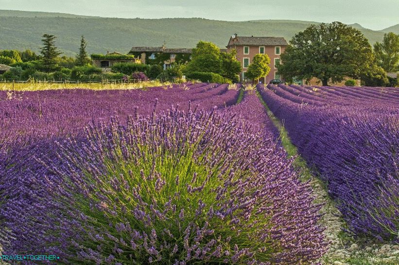 Lavender fields near the town of Roussillon