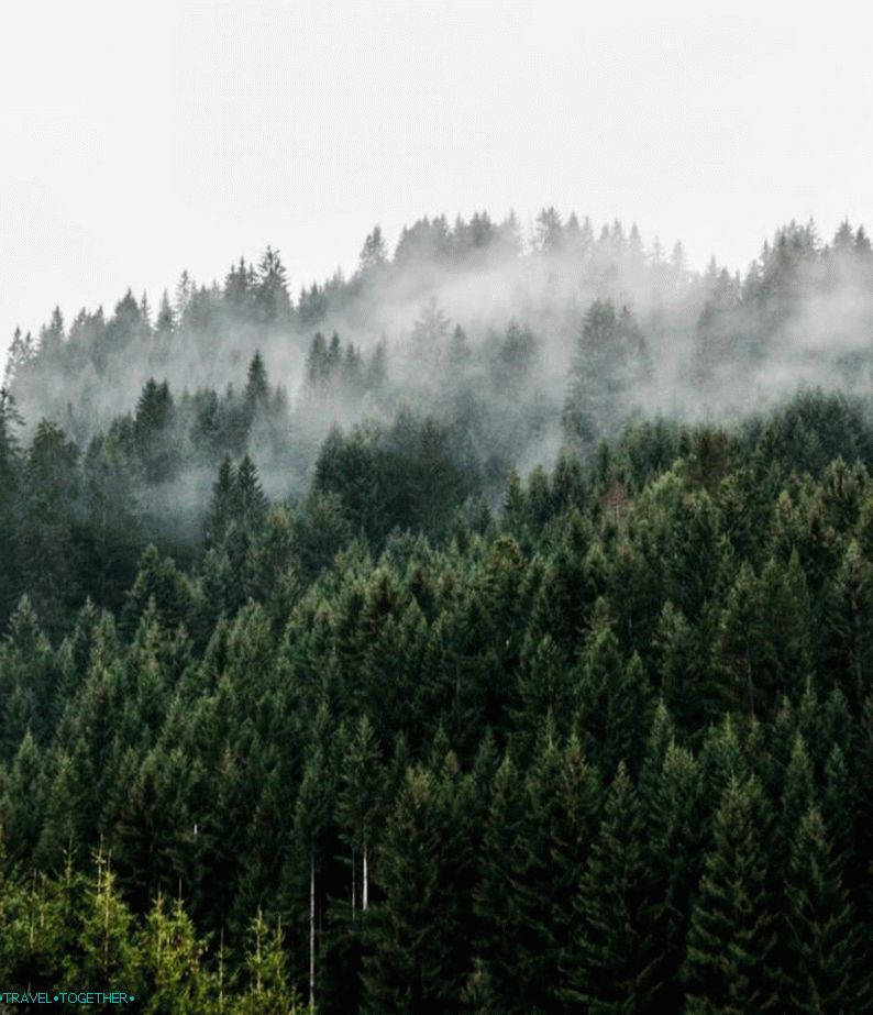 Forest in the Austrian Alps
