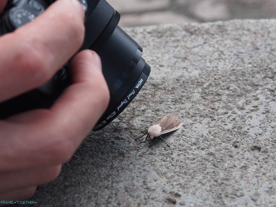 A trip with entomologists - the camera is constantly in macro mode