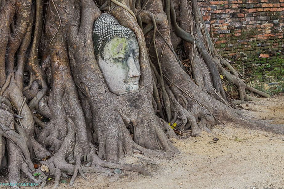 The famous head of the Buddha in the roots of a tree
