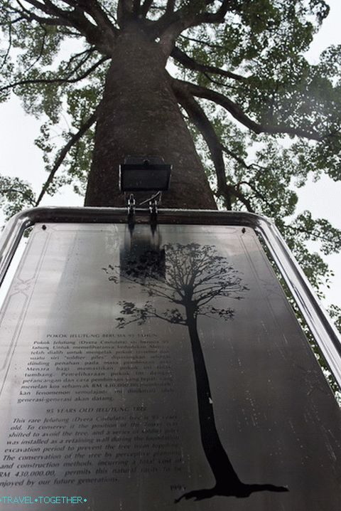 Old tree near Menara