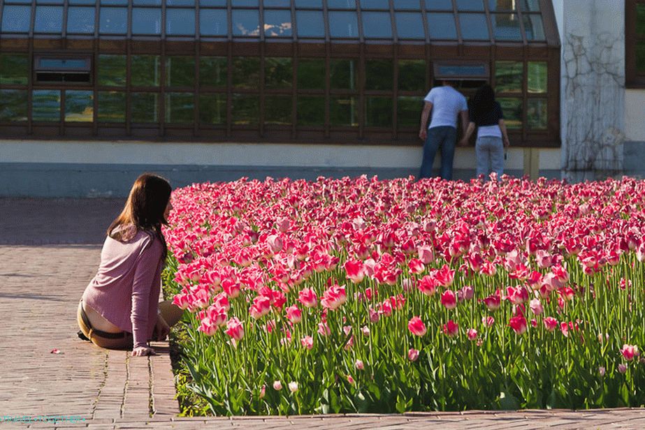 Photoshoot in tulips