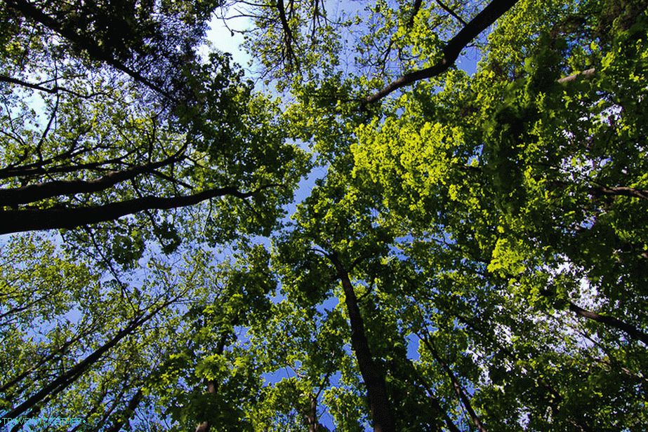 Trees Cling the Clouds