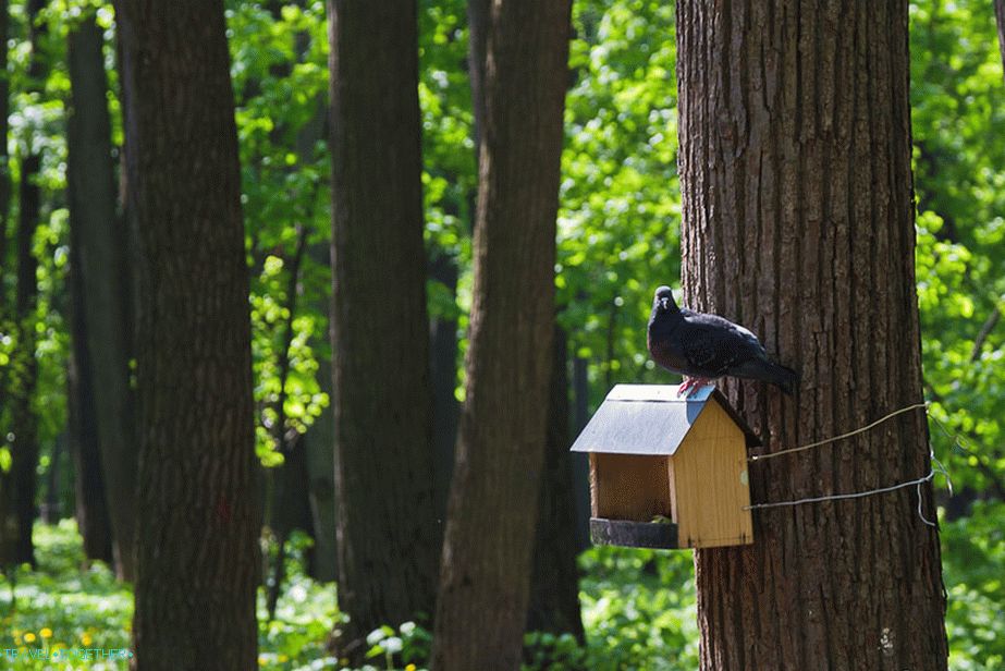 Everywhere feeders in the trees