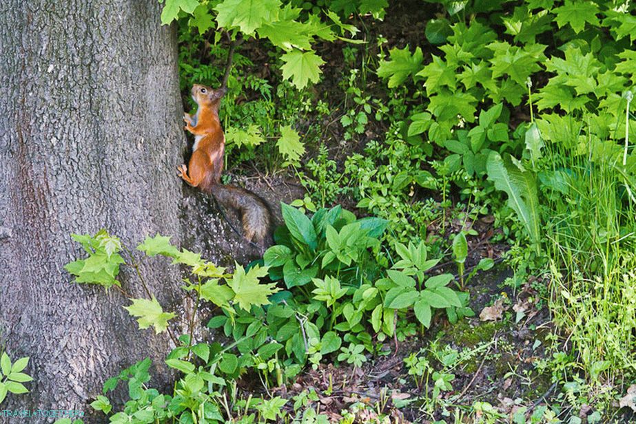 Such nimble, without nuts in the frame does not catch
