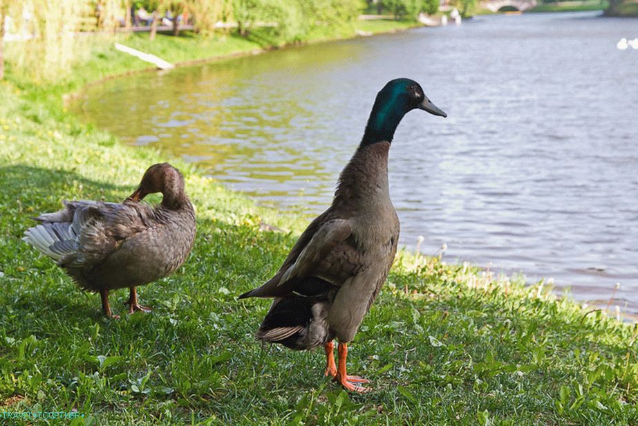 The duck depicts a penguin