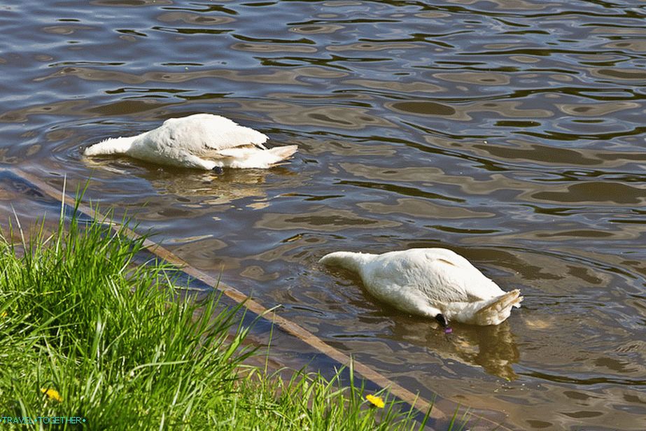 Synchronized swimming
