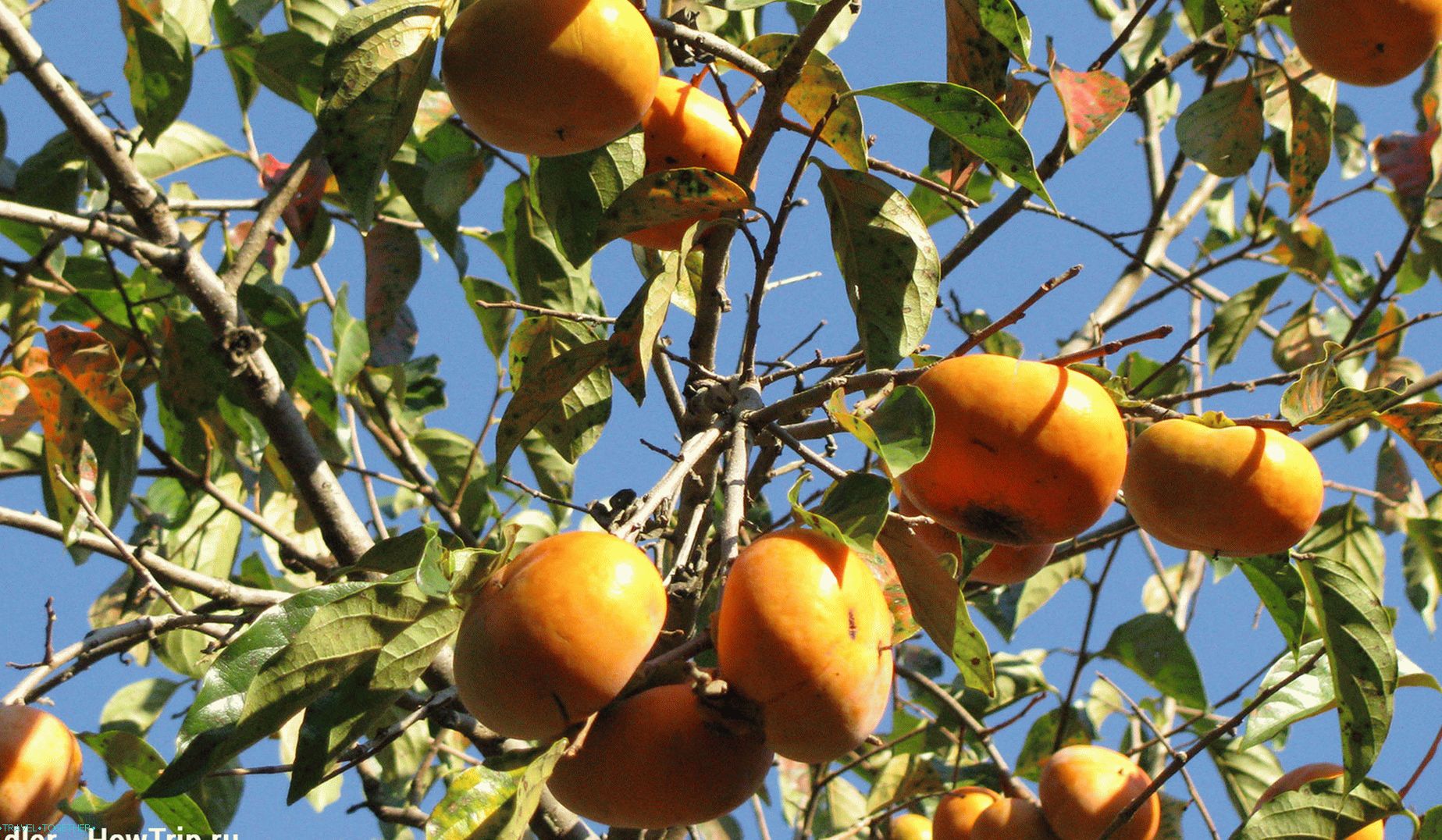 Persimmon on a tree in Abkhazia