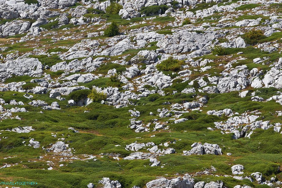 Everything around is covered with juniper