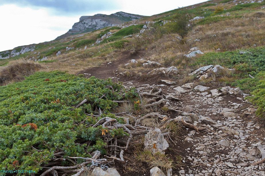 Everything around is covered with juniper