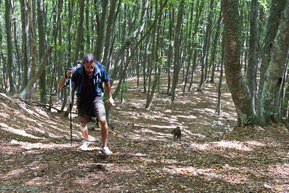 The first is a small but steep climb after Beech Meadow