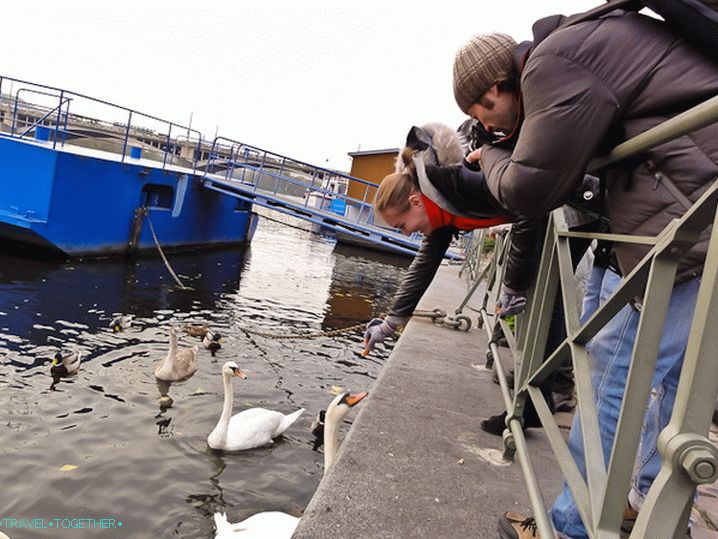 And in the center of Prague in the river Vltava swans-beggars are swimming