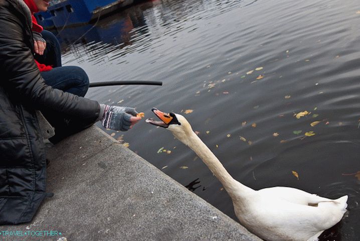 And in the center of Prague in the river Vltava swans-beggars are swimming