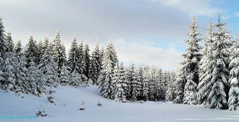 Winter Forest in the Czech Republic