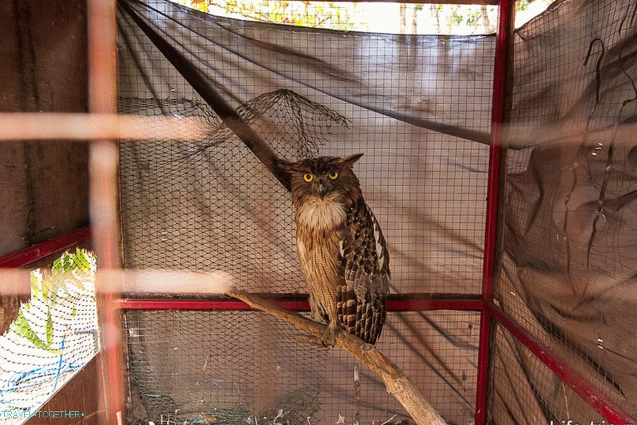 In addition to the dead beasts, there are also living ones