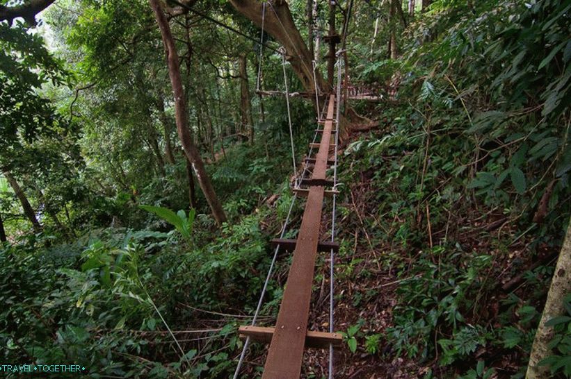 Rope bridges at Tree Top Adventure Park