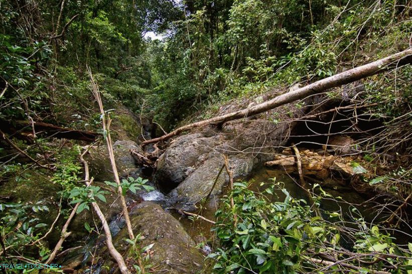 There is real nature and jungle