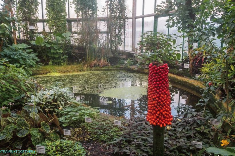 One of the tropical rooms in the Liberec Botanical Garden