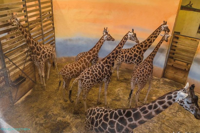 Giraffes at the Prague Zoo