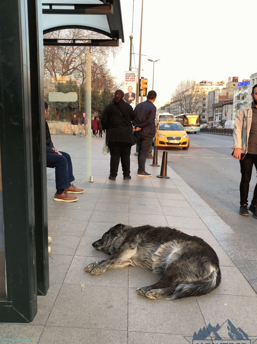 Dogs in Turkey