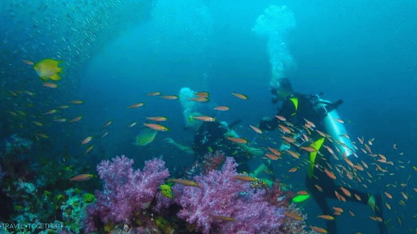 Phuket Diving