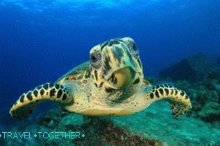 Diving on Samui, Koh Tao, Nang Yuan with a Russian guide