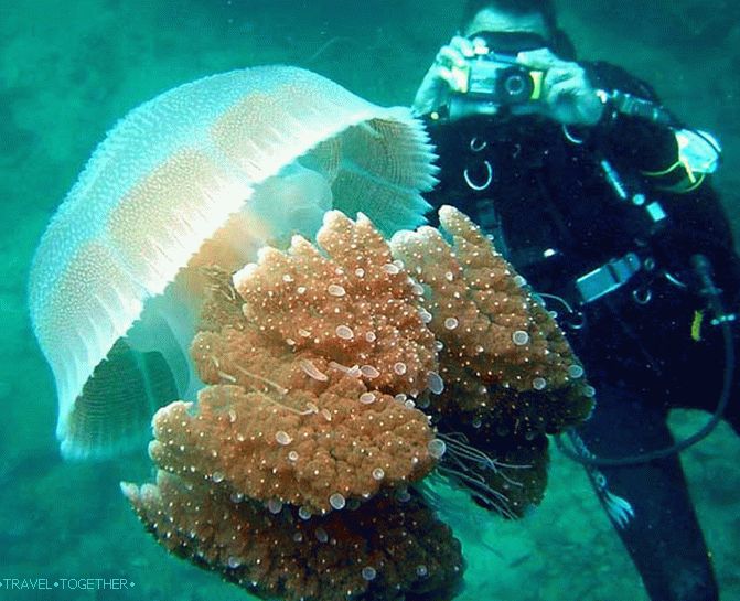 a diver takes a jellyfish in Greece