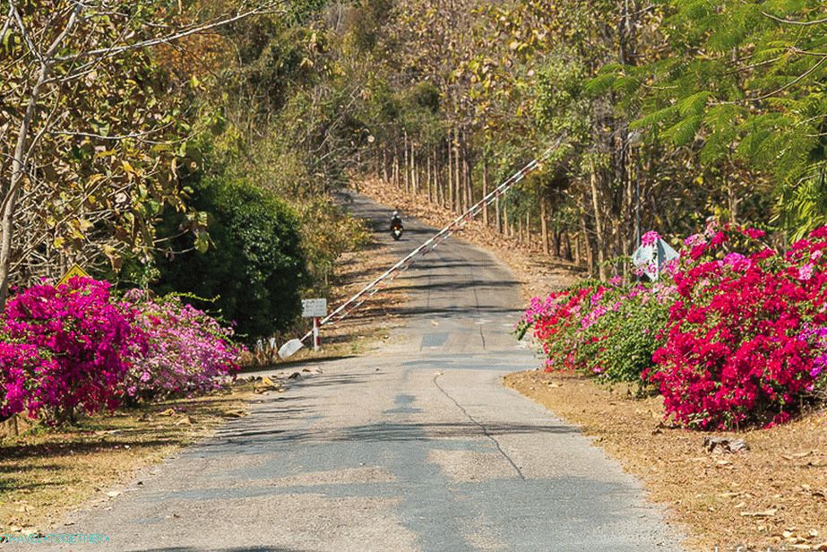 Besides trees, flowers are everywhere