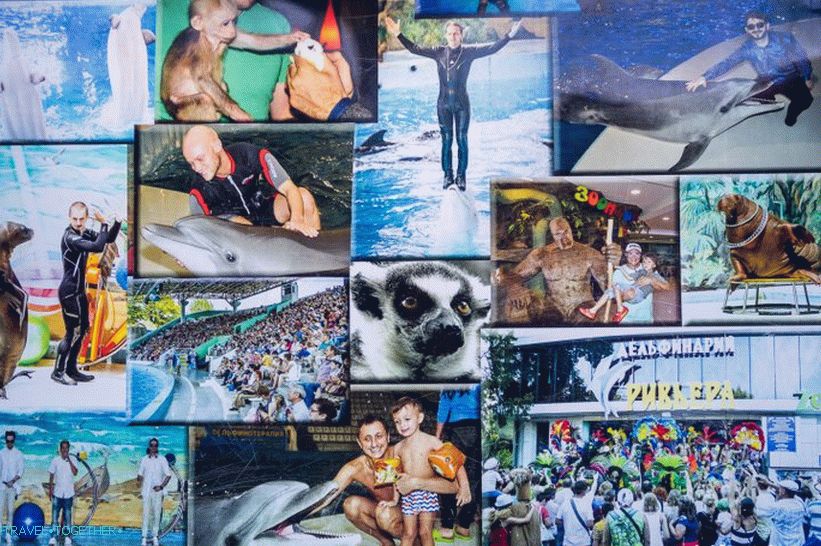 Dolphinarium Riviera in Sochi - family holidays with dolphins