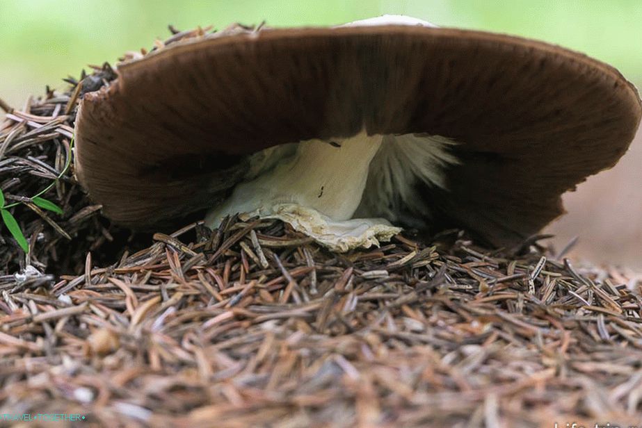 Mushroom under the spruce