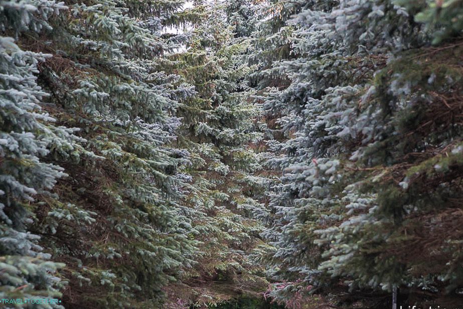 To live surrounded by such a forest