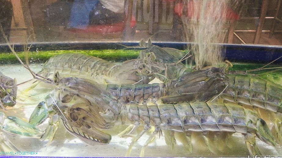 Live lobsters swim nearby in aquariums