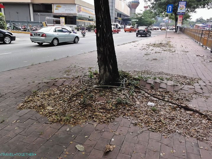 Tree roots rush to freedom