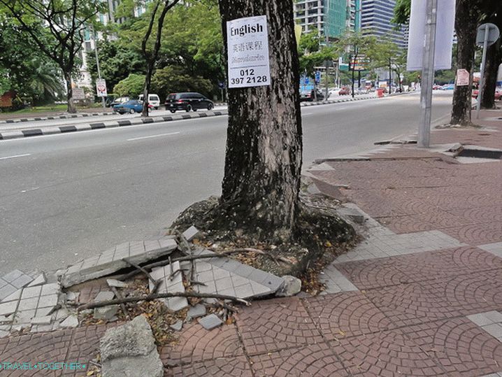Tree roots rush to freedom