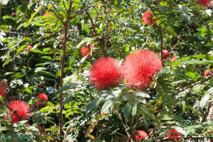 Dusit Dhewa - cultural center on Koh Samui