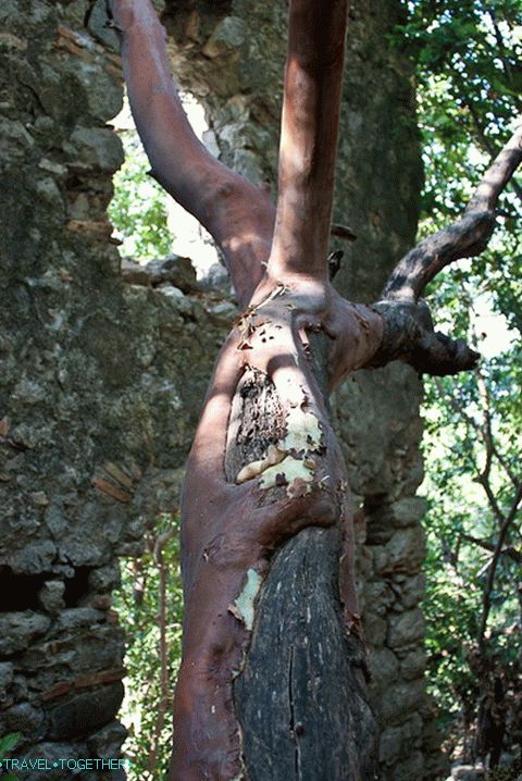 A strange tree in the ruins of a fortress.