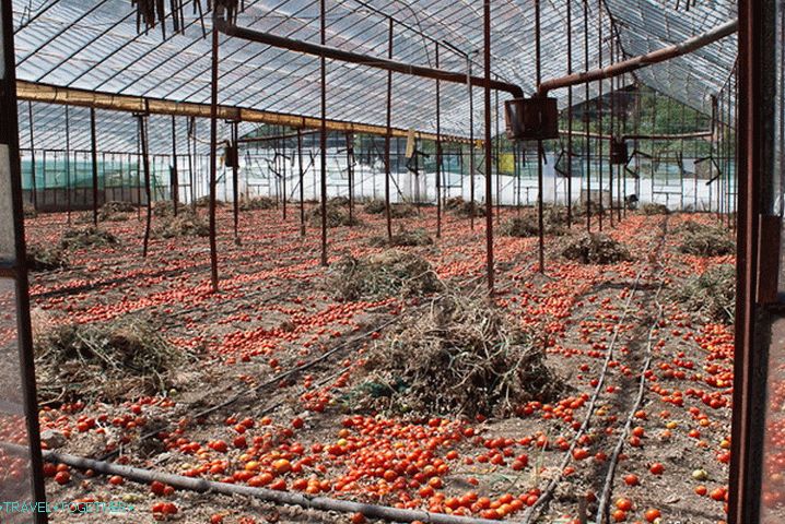 Tomato paradise. Demre.