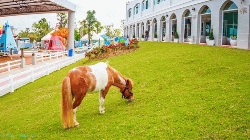 Pipo Pony Farm in Pattaya