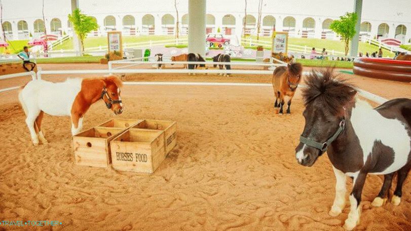 Pipo Pony Farm in Pattaya