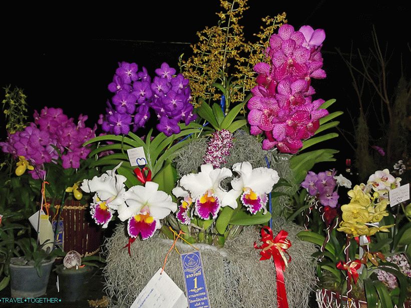 Orchids at the festival of flowers in Thailand