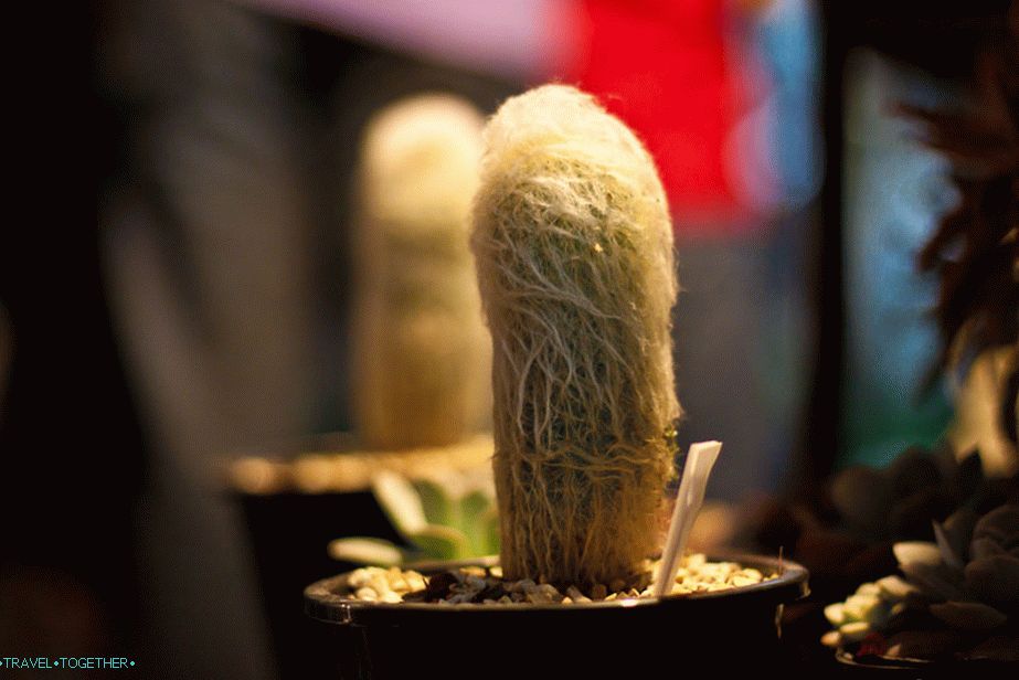 Shaggy hairy cactus