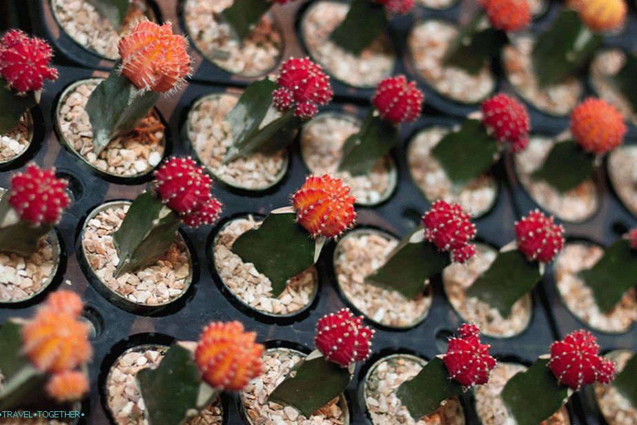 Green Stalls at the Flower Festival