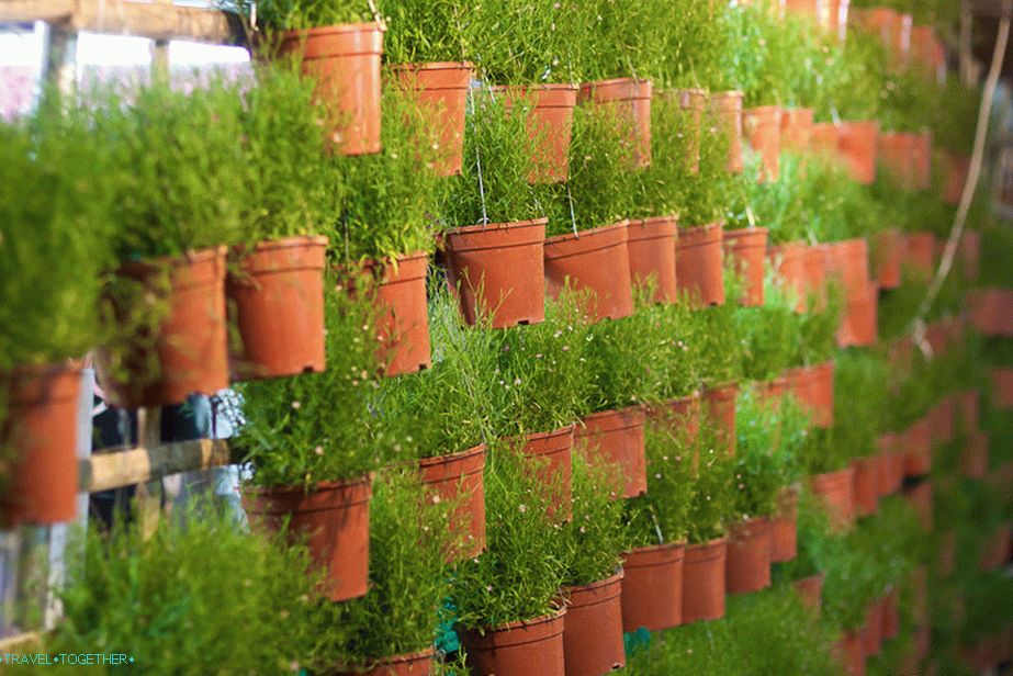 Green Stalls at the Flower Festival
